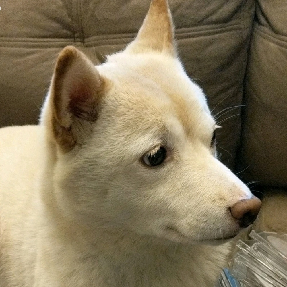 Meet your Posher, Kimi